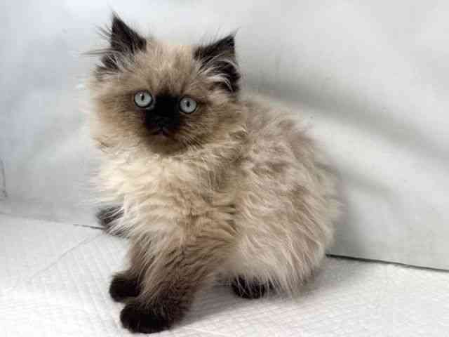 大阪府のヒマラヤン (ひごペットフレンドリー堺プラットプラット店/2025年11月16日生まれ/女の子/シールポイント)の子猫の3枚目の画像