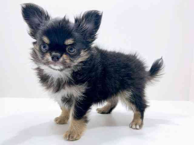 広島県のチワワ(ロング) (ひごペットフレンドリーフジグラン神辺店/2025年11月14日生まれ/女の子/ブラックタンホワイト)の子犬の3枚目の画像