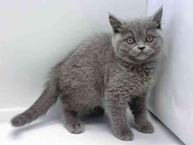 京都府のブリティッシュショートヘアー (ひごペットフレンドリー京都店/2025年11月3日生まれ/男の子/ブルー)の子猫の3枚目の画像