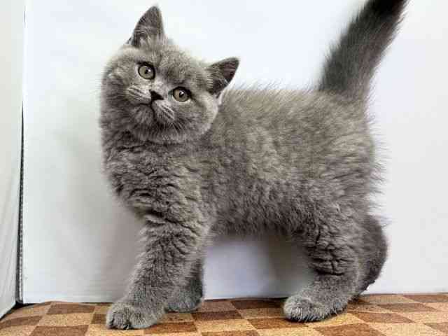 愛媛県のブリティッシュショートヘアー (ひごペットフレンドリーエミフルMASAKI店/2025年11月3日生まれ/男の子/ブルー)の子猫の3枚目の画像