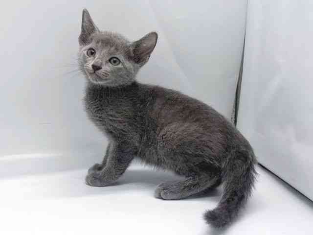京都府のロシアンブルー (ひごペットフレンドリー京都店/2025年11月16日生まれ/男の子/ブルー)の子猫の3枚目の画像