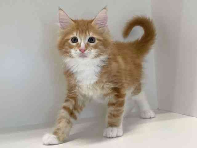 兵庫県のメインクーン (ひごペットフレンドリーイトーヨーカドー明石店/2025年11月11日生まれ/男の子/レッドタビーホワイト)の子猫の3枚目の画像