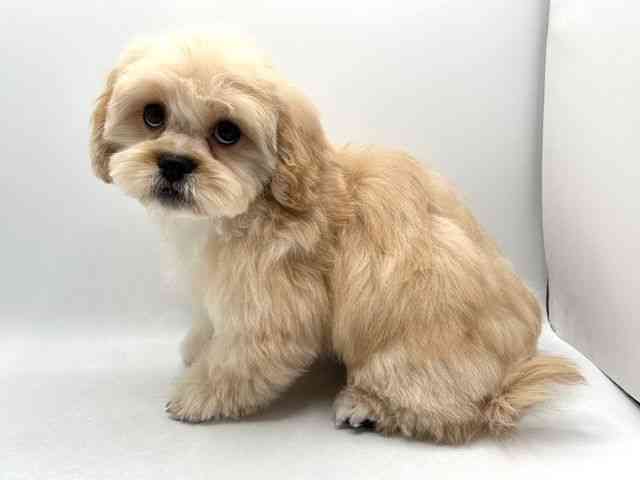 奈良県のハーフ犬・ミックス犬 (ひごペットフレンドリー田原本店/2025年11月15日生まれ/男の子/クリーム)の子犬の3枚目の画像