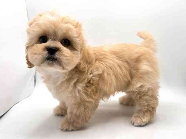 奈良県のハーフ犬・ミックス犬 (ひごペットフレンドリー田原本店/2025年11月15日生まれ/男の子/クリーム)の子犬の3枚目の画像