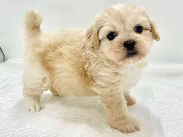 高知県のハーフ犬・ミックス犬 (ひごペットフレンドリーイオンモール高知店/2025年11月15日生まれ/女の子/クリーム)の子犬の3枚目の画像