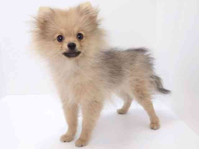 大阪府のポメラニアン (ひごペットフレンドリーいこらもーる泉佐野店/2025年11月16日生まれ/女の子/オレンジ)の子犬の3枚目の画像