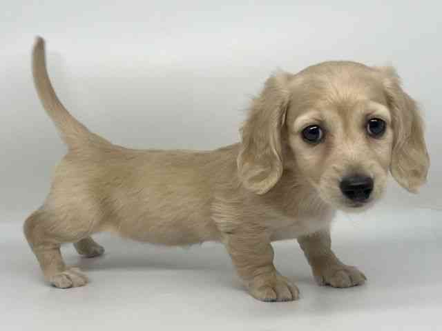 徳島県のミニチュアダックスフンド(ロング) (ひごペットフレンドリーゆめタウン徳島店/2025年11月16日生まれ/女の子/イエロー)の子犬の3枚目の画像