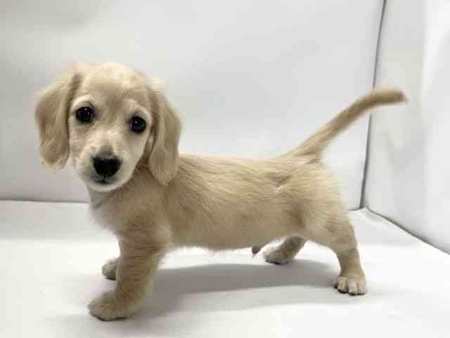 愛媛県のミニチュアダックスフンド(ロング) (ひごペットフレンドリーイオンモール今治新都市店/2025年11月16日生まれ/男の子/イエロー)の子犬の3枚目の画像