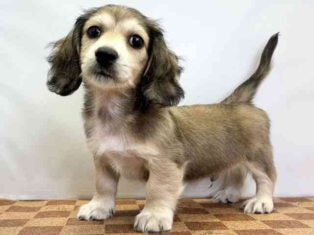 愛媛県のミニチュアダックスフンド(ロング) (ひごペットフレンドリーエミフルMASAKI店/2025年11月16日生まれ/男の子/レッド)の子犬の3枚目の画像