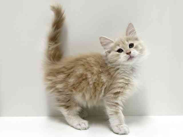 愛知県のノルウェージャンフォレストキャット (ひごペットフレンドリーららぽーと名古屋みなとアクルス店/2025年11月13日生まれ/女の子/クリームタビーホワイト)の子猫の3枚目の画像