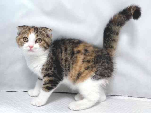 大阪府のスコティッシュフォールド (ひごペットフレンドリー堺プラットプラット店/2025年11月13日生まれ/女の子/トービーホワイト)の子猫の3枚目の画像