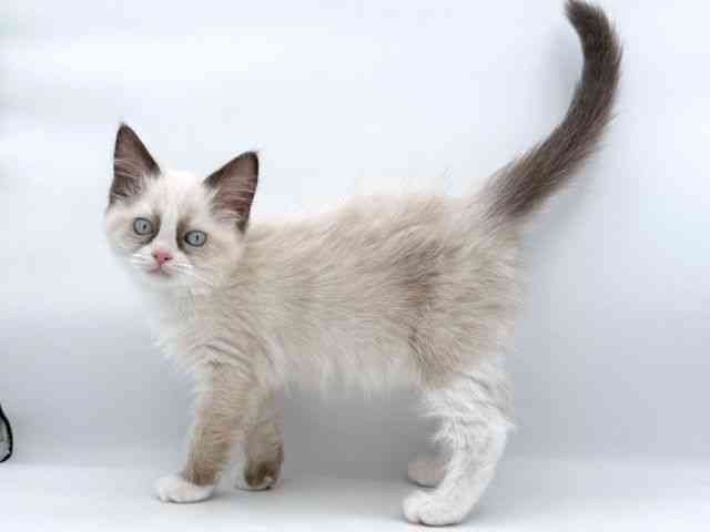 大阪府のラグドール (ひごペットフレンドリーイオンそよら海老江店/2025年11月10日生まれ/女の子/シールポイントバイカラー)の子猫の3枚目の画像