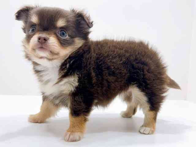 広島県のチワワ(ロング) (ひごペットフレンドリーフジグラン神辺店/2025年11月15日生まれ/女の子/チョコレートクリーム)の子犬の3枚目の画像