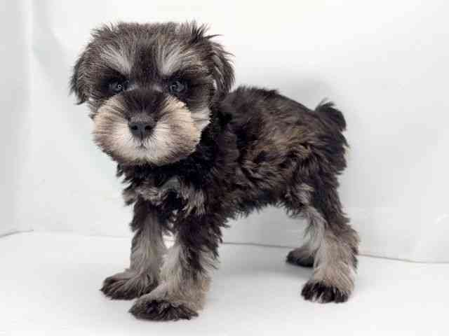 京都府のミニチュアシュナウザー (ひごペットフレンドリー洛北阪急スクエア店/2025年11月17日生まれ/女の子/ソルトペッパー)の子犬の3枚目の画像