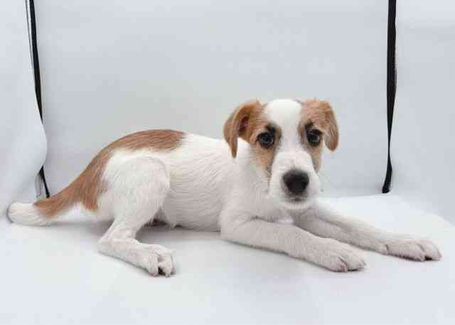 島根県のジャックラッセルテリア (ひごペットフレンドリーイオン松江ショッピングセンター店/2025年11月15日生まれ/男の子/ホワイトタン)の子犬の3枚目の画像