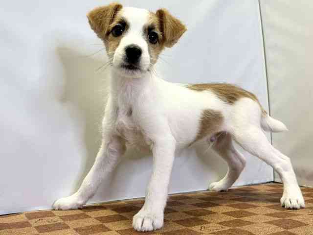 愛媛県のジャックラッセルテリア (ひごペットフレンドリーエミフルMASAKI店/2025年11月15日生まれ/男の子/ホワイトタン)の子犬の3枚目の画像