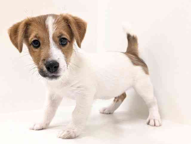 福岡県のジャックラッセルテリア (ひごペットフレンドリーリバーウォーク北九州店/2025年11月15日生まれ/男の子/ホワイトタン)の子犬の3枚目の画像