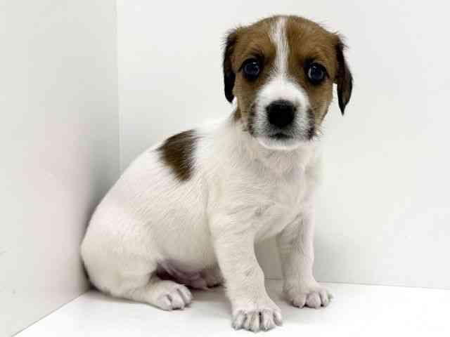 大阪府のジャックラッセルテリア (ひごペットフレンドリーくずはモール店/2025年11月15日生まれ/男の子/ホワイトタン)の子犬の3枚目の画像