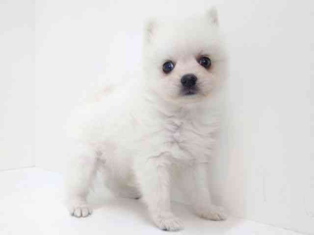 大阪府の日本スピッツ (ひごペットフレンドリーいこらもーる泉佐野店/2025年11月16日生まれ/女の子/ホワイト)の子犬の3枚目の画像