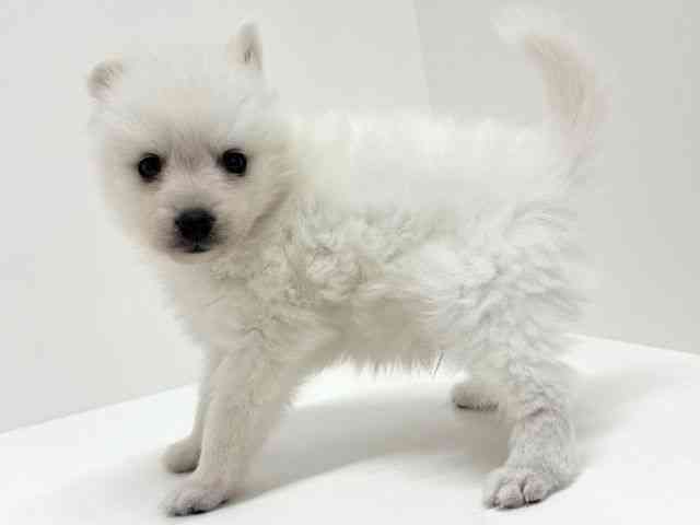 大阪府の日本スピッツ (ひごペットフレンドリーくずはモール店/2025年11月16日生まれ/男の子/ホワイト)の子犬の3枚目の画像