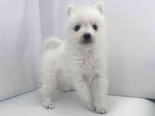 兵庫県の日本スピッツ (ひごペットフレンドリーイオンタウン加古川店/2025年11月16日生まれ/男の子/ホワイト)の子犬の3枚目の画像