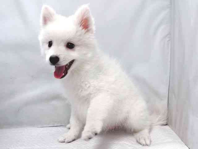 大阪府の日本スピッツ (ひごペットフレンドリー堺プラットプラット店/2025年11月16日生まれ/男の子/ホワイト)の子犬の3枚目の画像