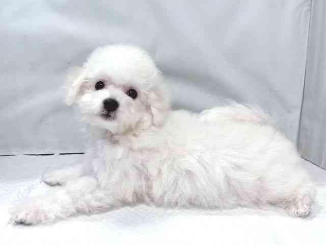 大阪府のビションフリーゼ (ひごペットフレンドリー堺プラットプラット店/2025年11月15日生まれ/女の子/ホワイト)の子犬の3枚目の画像