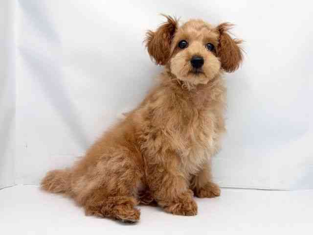 京都府のトイプードル(トイ) (ひごペットフレンドリー洛北阪急スクエア店/2025年11月17日生まれ/女の子/レッドフォーン)の子犬の3枚目の画像