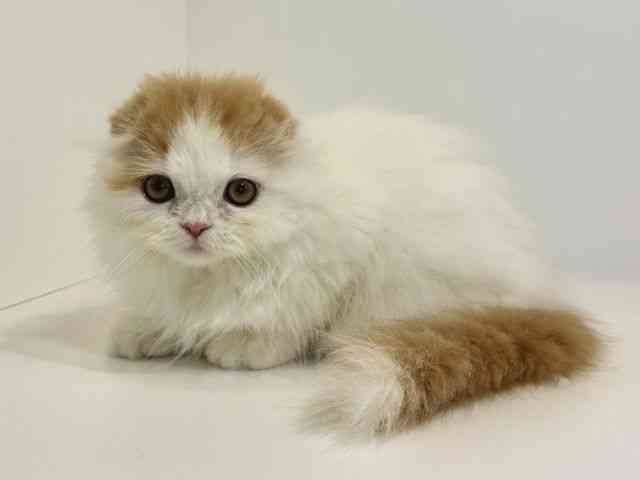 兵庫県のスコティッシュフォールド (ひごペットフレンドリーイトーヨーカドー明石店/2025年11月6日生まれ/男の子/レッドタビーホワイト)の子猫の3枚目の画像