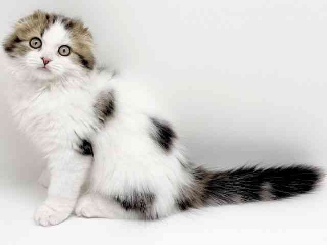 京都府のスコティッシュフォールド (ひごペットフレンドリーイズミヤショッピングセンター八幡店/2025年11月15日生まれ/男の子/ブラウンタビーホワイト)の子猫の3枚目の画像