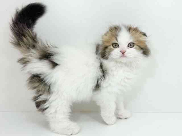 京都府のスコティッシュフォールド (ひごペットフレンドリーイズミヤショッピングセンター八幡店/2025年11月15日生まれ/男の子/ブラウンタビーホワイト)の子猫の3枚目の画像