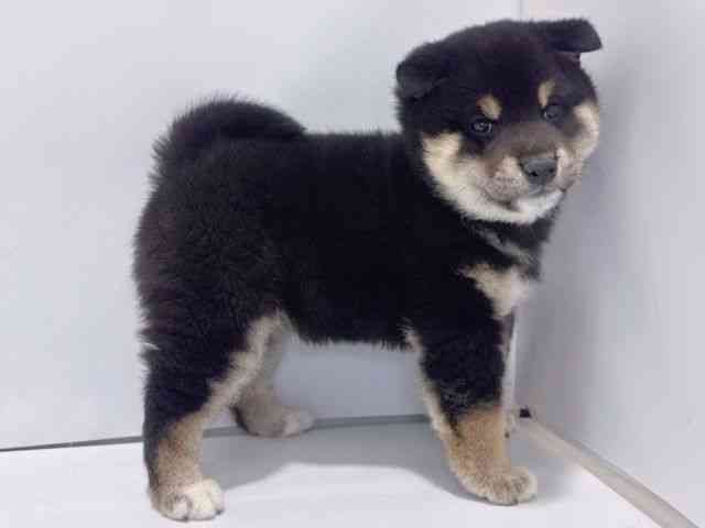 大阪府の柴犬(標準サイズ) (ひごペットフレンドリーイズミヤショッピングセンター千里丘店/2025年11月15日生まれ/女の子/黒)の子犬の3枚目の画像