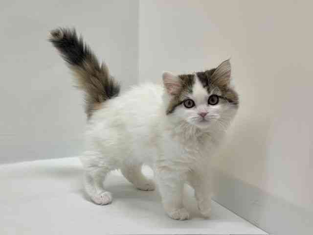 大阪府のラガマフィン (ひごペットフレンドリーアクロスプラザ住之江店/2025年11月15日生まれ/女の子/キャリコ)の子猫の3枚目の画像