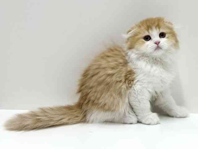 愛知県のスコティッシュフォールド (ひごペットフレンドリーららぽーと名古屋みなとアクルス店/2025年11月15日生まれ/男の子/レッドタビーホワイト)の子猫の3枚目の画像