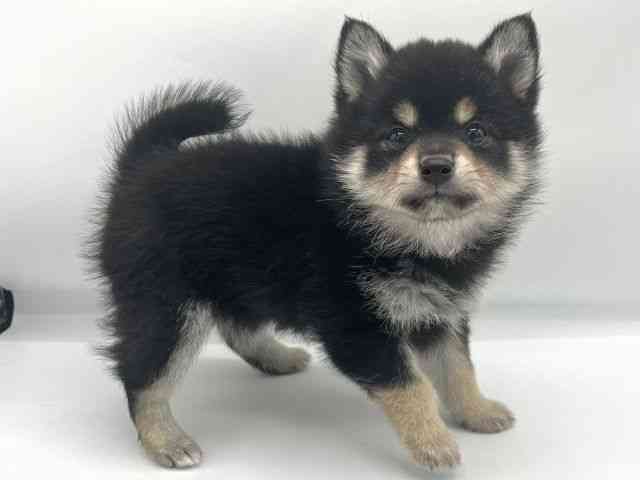 大阪府のポメ柴/豆ポメ/ポメ豆柴(ポメラニアン×柴犬) (ひごペットフレンドリーららぽーとEXPOCITY店/2025年11月16日生まれ/女の子/黒)の子犬の3枚目の画像