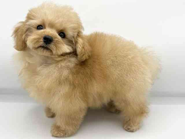 大阪府のトイプードル(トイ) (ひごペットフレンドリーららぽーとEXPOCITY店/2025年11月14日生まれ/女の子/アプリコット)の子犬の3枚目の画像