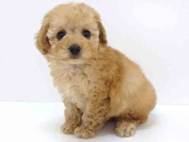 大阪府のトイプードル(トイ) (ひごペットフレンドリーいこらもーる泉佐野店/2025年11月17日生まれ/男の子/ペールフォーン)の子犬の3枚目の画像