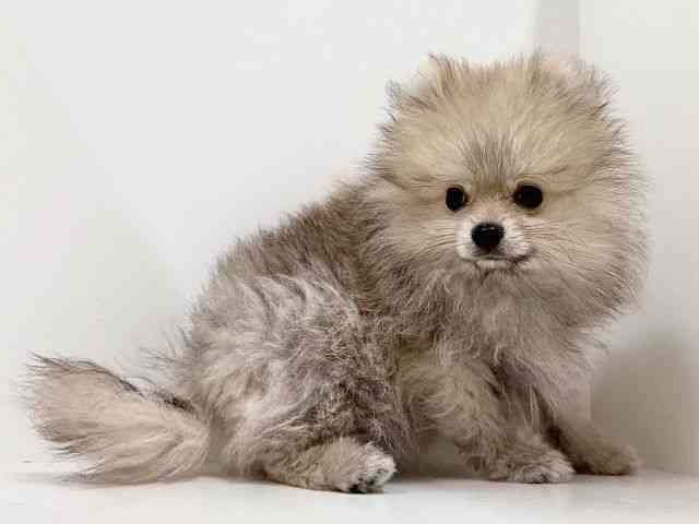 奈良県のポメラニアン (ひごペットフレンドリーイオンモール橿原ウエスト・ビレッジ店/2025年11月10日生まれ/男の子/ウルフセーブル)の子犬の3枚目の画像