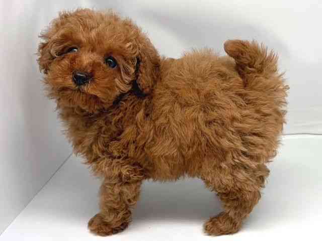 京都府のトイプードル(トイ) (ひごペットフレンドリー洛北阪急スクエア店/2025年11月15日生まれ/女の子/レッド)の子犬の3枚目の画像