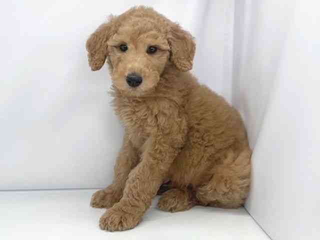 兵庫県のスタンダードプードル (ひごペットフレンドリーイオンタウン加古川店/2025年11月17日生まれ/男の子/アプリコット)の子犬の3枚目の画像