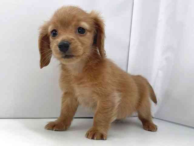 兵庫県のミニチュアダックスフンド(ロング) (ひごペットフレンドリーイオンタウン加古川店/2025年11月16日生まれ/女の子/ゴールド)の子犬の3枚目の画像