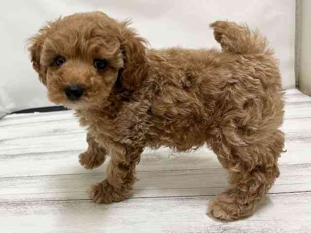 和歌山県のトイプードル(トイ) (ひごペットフレンドリーパームシティ和歌山店/2025年11月15日生まれ/男の子/アプリコット)の子犬の3枚目の画像