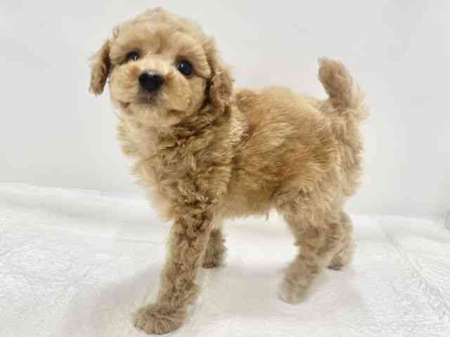 高知県のトイプードル(トイ) (ひごペットフレンドリーイオンモール高知店/2025年11月15日生まれ/男の子/アプリコット)の子犬の3枚目の画像