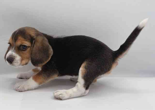 島根県のビーグル (ひごペットフレンドリーイオン松江ショッピングセンター店/2025年11月16日生まれ/女の子/ブラックタンホワイト)の子犬の3枚目の画像