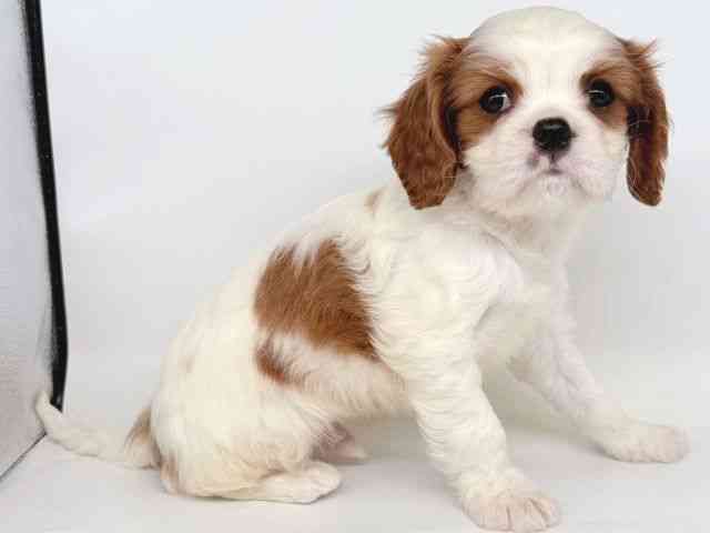 大阪府のキャバリアキングチャールズスパニエル (ひごペットフレンドリー瓜破店/2025年11月17日生まれ/男の子/ブレンハイム)の子犬の3枚目の画像