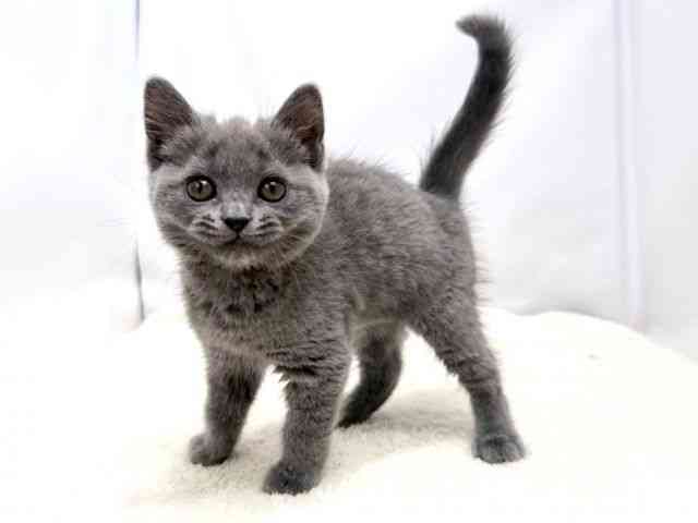 広島県のブリティッシュショートヘアー (ひごペットフレンドリーゆめタウン廿日市店/2025年11月13日生まれ/女の子/ブルー)の子猫の3枚目の画像