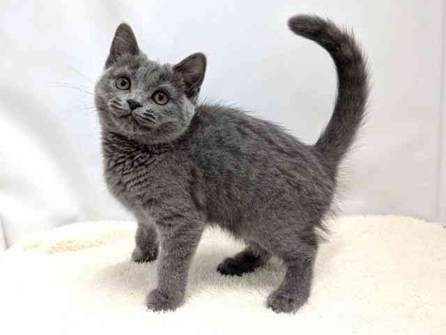 広島県のブリティッシュショートヘアー (ひごペットフレンドリーゆめタウン廿日市店/2025年11月13日生まれ/女の子/ブルー)の子猫の3枚目の画像