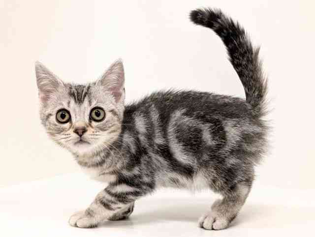 福岡県のアメリカンショートヘアー (ひごペットフレンドリーリバーウォーク北九州店/2025年11月18日生まれ/男の子/シルバータビー)の子猫の3枚目の画像