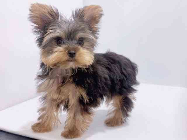 大阪府のヨークシャーテリア (ひごペットフレンドリーイズミヤショッピングセンター千里丘店/2025年11月12日生まれ/男の子/スチールブルータン)の子犬の3枚目の画像