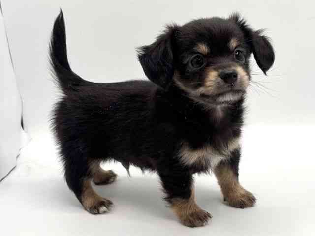 大阪府のチワックス(チワワ×ダックス) (ひごペットフレンドリーみのおキューズモール店/2025年11月17日生まれ/男の子/ブラックタン)の子犬の3枚目の画像